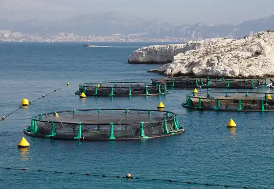 این تصویر چندین قفس دریایی بزرگ پرورش ماهی باراموندی را نشان میدهد.