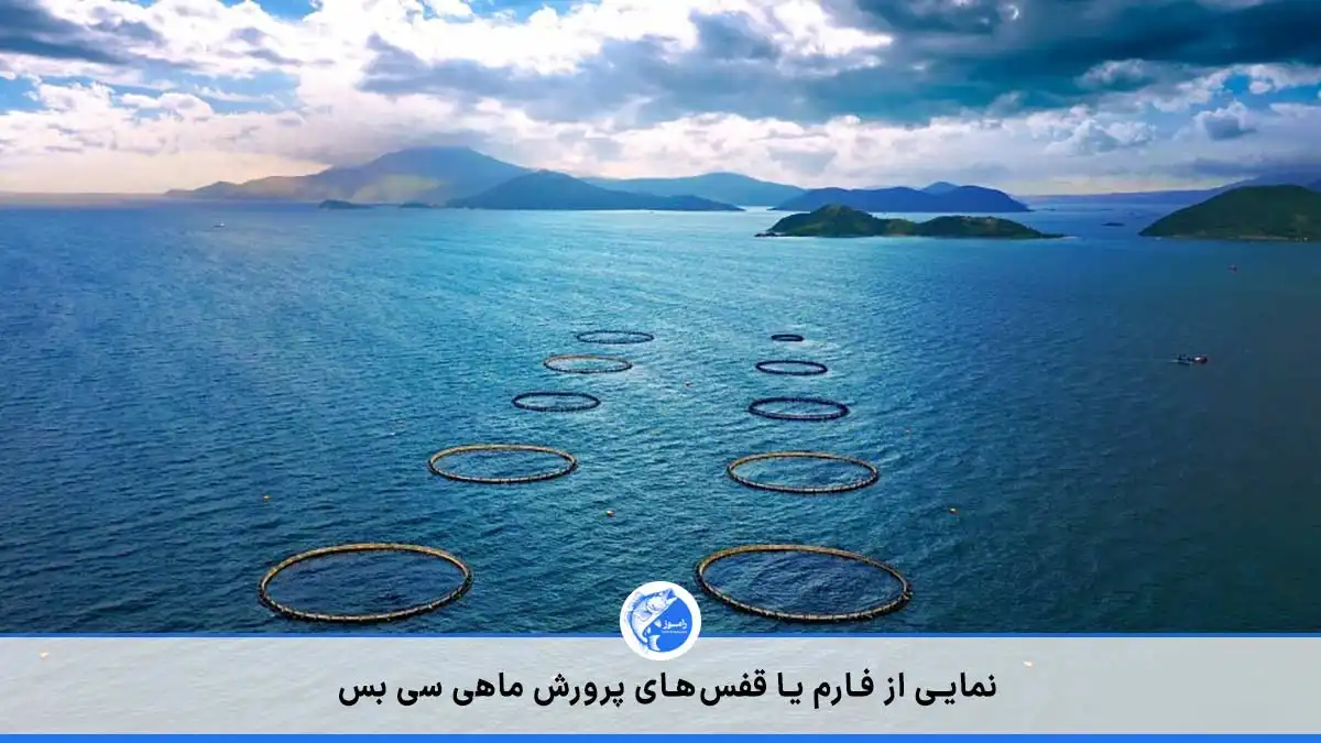 این تصویر نمایی از مزارع دریایی یا فارم‌های پرورش ماهی سی بس در دریا را نشان می‌دهد. 