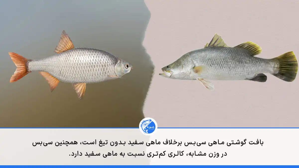 مقایسه و بررسی تفاوت های ماهی سی بس و ماهی سفید