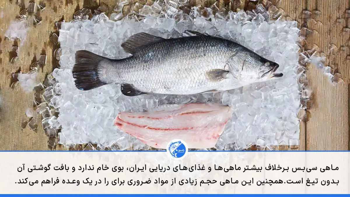 این تصویر به ویژگی‌های ماهی سی‌بس در مقایسه با ماهی‌های دیگر اشاره دارد. 