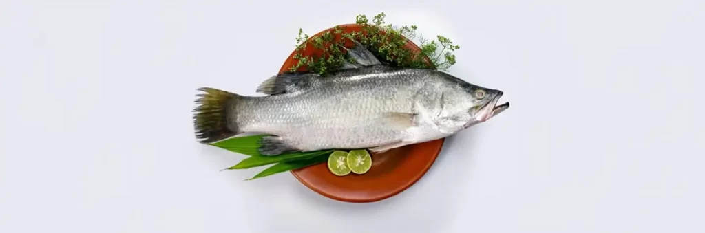 ماهی سیبس (Sea Bass) یا باراموندی (Barramundi) چیست؟