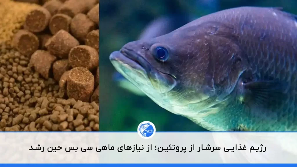 تصویری از ماهی سی بس به همراه غذای پلتشده پروتئیندار