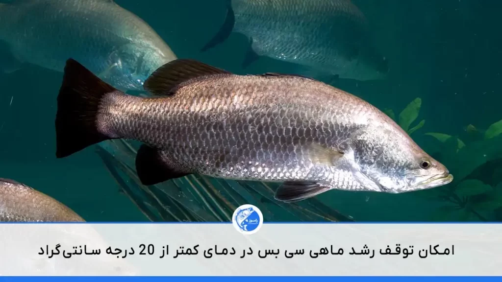 مدیریت دما و شرایط محیطی، یکی از چالش های پرورش ماهی سی بس