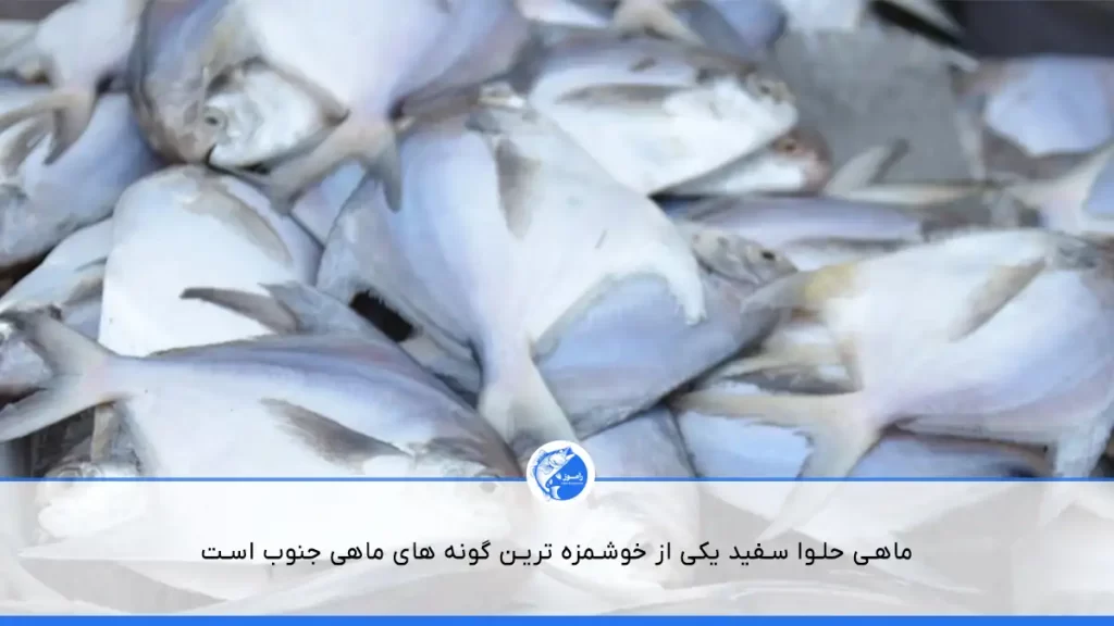 ماهی سفید حلوا خوشمزه ترین ماهی جنوب