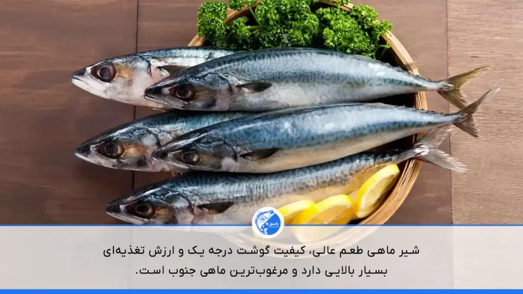 ماهی سفید بدون تیغ بهترین ماهی جنوب است