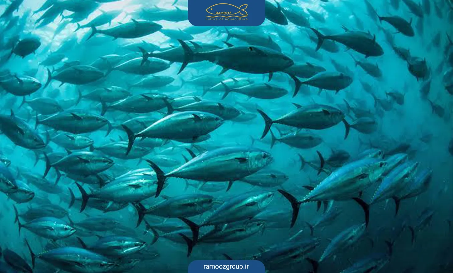 تون آبیباله (Bluefin Tuna)